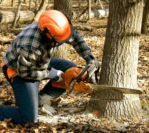 Tree Removal in Burnham, PA